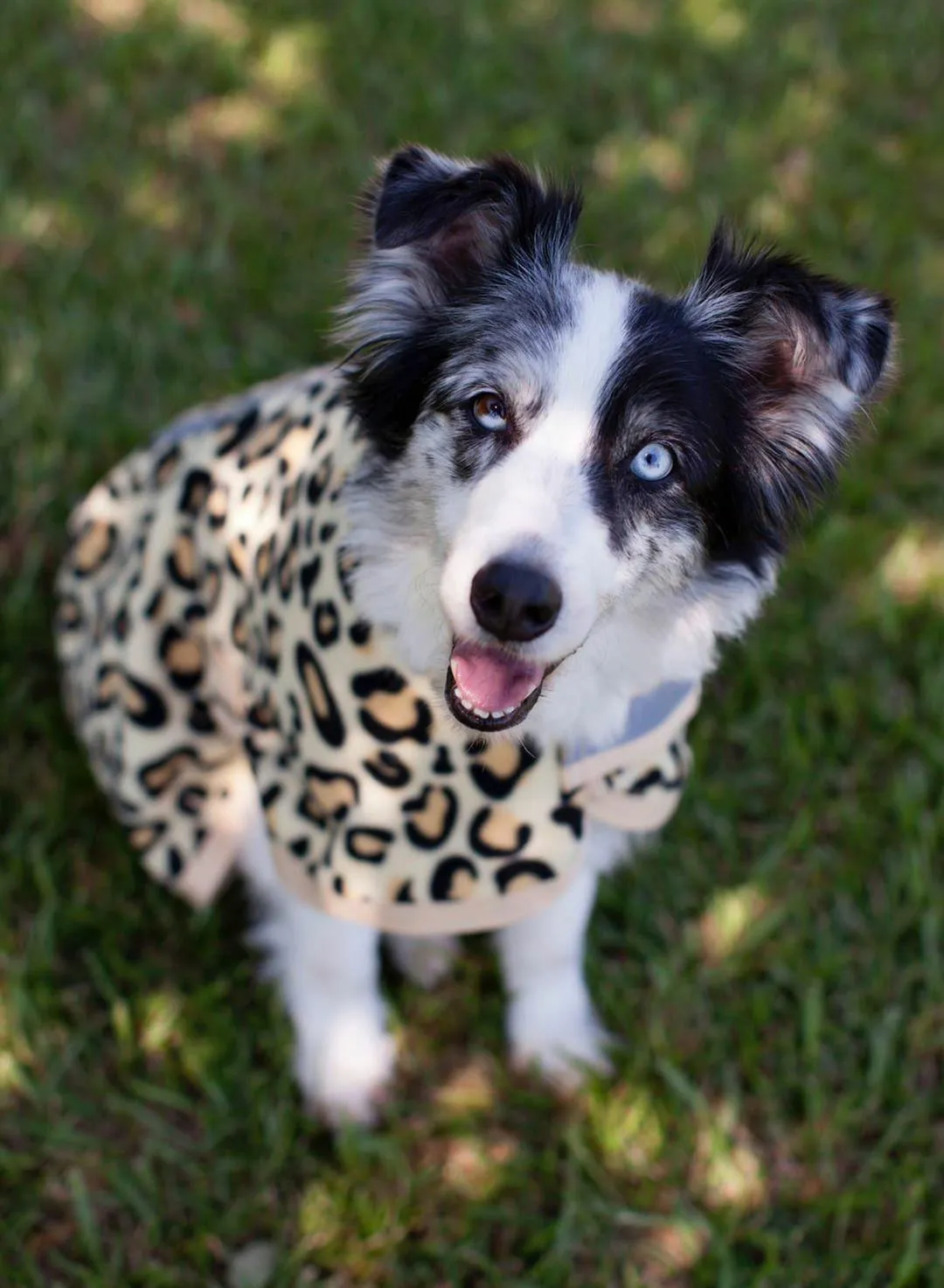 Jeffers Expression "Electric Cheetah" Fleece Dog Rug